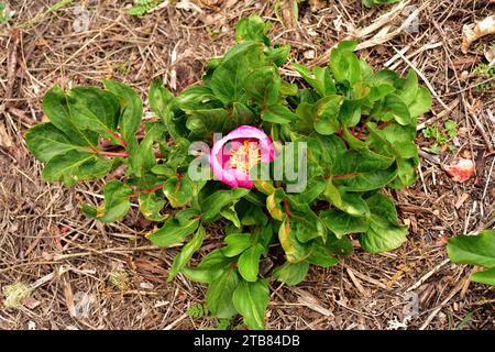 Rosa alabardera (Paeonia broteri oder Paeonia broteroi) ist ein ausdauerndes Kraut, das in Spanien und Portugal endemisch ist. Dieses Foto wurde in Arribes del Duero Nat aufgenommen Stockfoto