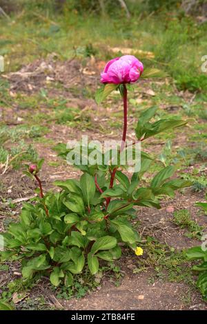 Rosa alabardera (Paeonia broteri oder Paeonia broteroi) ist ein ausdauerndes Kraut, das in Spanien und Portugal endemisch ist. Dieses Foto wurde in Arribes del Duero Nat aufgenommen Stockfoto