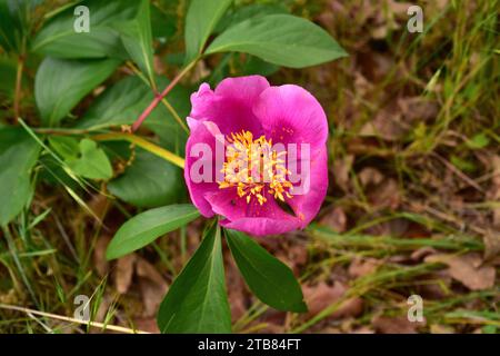 Rosa alabardera (Paeonia broteri oder Paeonia broteroi) ist ein ausdauerndes Kraut, das in Spanien und Portugal endemisch ist. Dieses Foto wurde in Arribes del Duero Nat aufgenommen Stockfoto