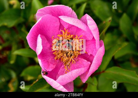 Rosa alabardera (Paeonia broteri oder Paeonia broteroi) ist ein ausdauerndes Kraut, das in Spanien und Portugal endemisch ist. Dieses Foto wurde in Arribes del Duero Nat aufgenommen Stockfoto