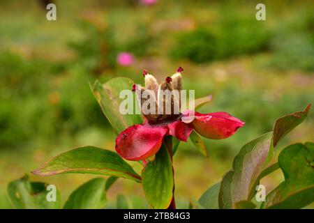 Rosa alabardera (Paeonia broteri oder Paeonia broteroi) ist ein ausdauerndes Kraut, das in Spanien und Portugal endemisch ist. Dieses Foto wurde in Arribes del Duero Nat aufgenommen Stockfoto