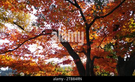 Flacher Blick auf eine große, spektakuläre orange-gelbe Krone eines Ahornbaums auf dem Höhepunkt der Herbstsaison. Stockfoto