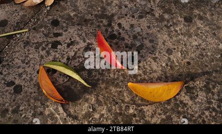 Gelbe, rote und grüne Blätter liegen im Herbst in Nordkalifornien auf einem Bürgersteig aus Zement. Stockfoto