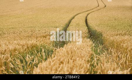 Sauberer Traktorweg durch reifes gelbes Weizenfeld auf landwirtschaftlich genutzten Flächen Stockfoto