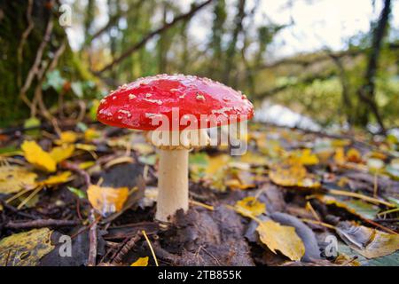 Fliegen Sie im Herbst im Perigord National Forest im Südwesten der Dordogne Frankreich Pilze. Stockfoto