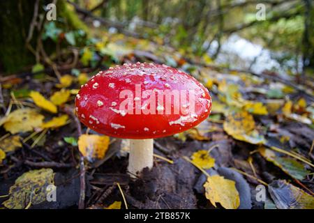 Fliegen Sie im Herbst im Perigord National Forest im Südwesten der Dordogne Frankreich Pilze. Stockfoto