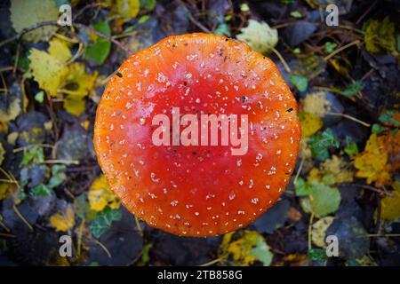 Fliegen Sie im Herbst im Perigord National Forest im Südwesten der Dordogne Frankreich Pilze. Stockfoto