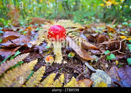 Fliegen Sie im Herbst im Perigord National Forest im Südwesten der Dordogne Frankreich Pilze. Stockfoto