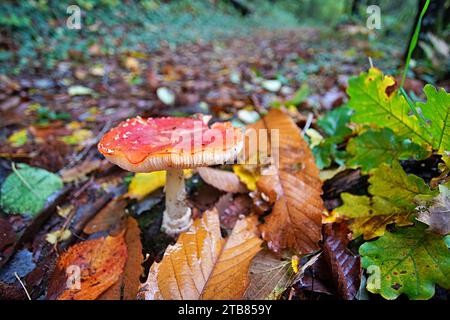 Fliegen Sie im Herbst im Perigord National Forest im Südwesten der Dordogne Frankreich Pilze. Stockfoto