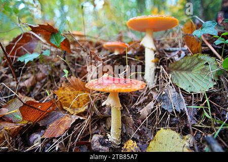 Fliegen Sie im Herbst im Perigord National Forest im Südwesten der Dordogne Frankreich Pilze. Stockfoto