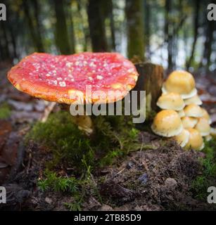 Fliegen Sie im Herbst im Perigord National Forest im Südwesten der Dordogne Frankreich Pilze. Stockfoto