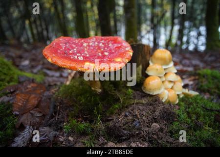 Fliegen Sie im Herbst im Perigord National Forest im Südwesten der Dordogne Frankreich Pilze. Stockfoto