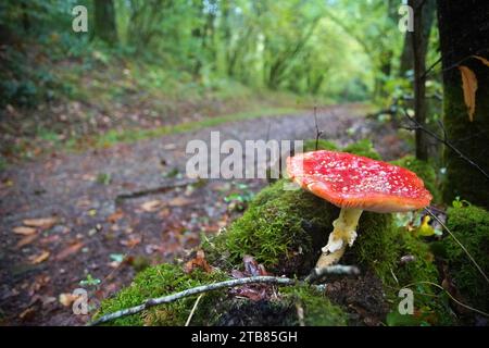 Fliegen Sie im Herbst im Perigord National Forest im Südwesten der Dordogne Frankreich Pilze. Stockfoto