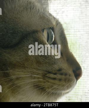 Nahaufnahme eines grauen Katzenauges, der aus dem Fenster zu Hause schaut Stockfoto