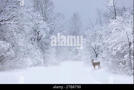 Im Winter stehen Wildschwanzhirsche am Rande einer schneebedeckten Straße Stockfoto