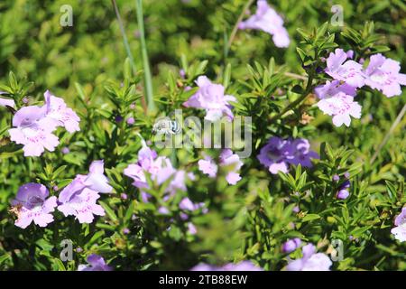 Blue Banded Bee (Amegilla cingulata), Zunge verlängert, fliegt über Snakebush Blüten, Südaustralien Stockfoto