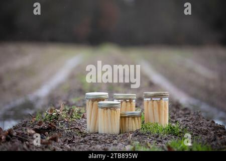 Spargelproduktion in Campagne, im Département Landes (Südwestfrankreich): Spargel im Topf, Spargel im Duprat, weißer Spargel in Dosen Stockfoto