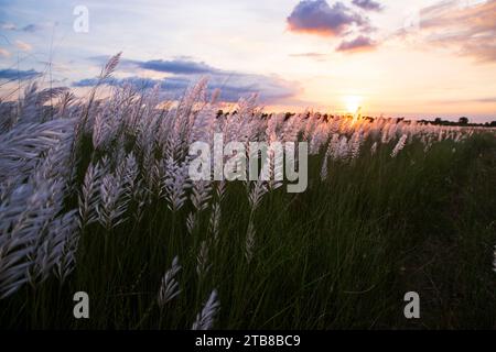 Symbol für die Querformat-Ansicht des Herbstes. Blühendes Kans Gras (Saccharum Spontaneum) Blumenfeld mit Golden-Hour Sonnenuntergang Stockfoto