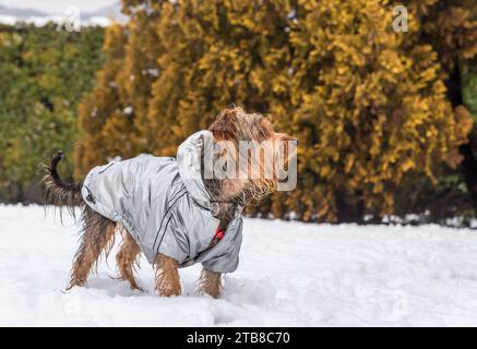 Porträt des Yorkshire Terrier Welpen auf dem Schnee. Stockfoto