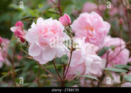 Rosa Mortimer Sackler, rosa Ausorts, Rose Mortimer Sackler, zwei weiche rosa Blüten Stockfoto