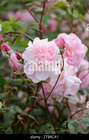 Rosa Mortimer Sackler, rosa Ausorts, Rose Mortimer Sackler, zwei weiche rosa Blüten Stockfoto