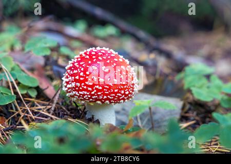 Rotkrötenhocker aus der Nähe in der natürlichen Umgebung des Herbstwaldes. Stockfoto