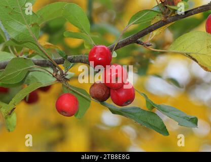 Eine Nahaufnahme der roten Krabbenäpfel von Malus „herrlich“ Stockfoto