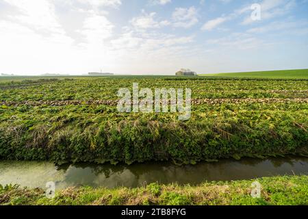 Landwirtschaftliche Felder in Noard-East Fryslan, Niederlande Stockfoto