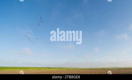 Gänse fliegen mit Gänsen über ein landwirtschaftliches Feld in Noardeast-Fryslân, Niederlande. Stockfoto