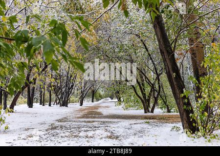 Verlassener Herbst Waldpark mit Gasse bedeckt frühen nassen Schnee. Erster Schneefall im Herbst Stadtpark. Weg ohne Menschen zwischen schneebedeckten Bäumen in der Stadt Stockfoto