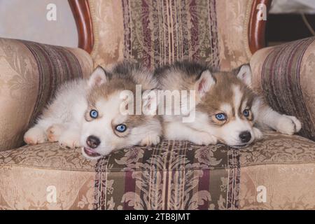 Zwei sibirische Husky-Welpen schlafen unter einer grauen Decke Stockfoto