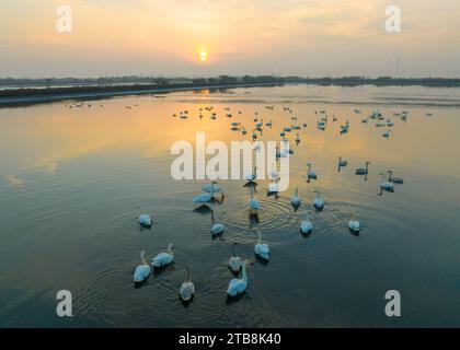 Peking, China. Dezember 2023. Dieses Luftbild, das am 5. Dezember 2023 aufgenommen wurde, zeigt Zugvögel, die im Lixiahe National Wetland Park in Xinghua City in der ostchinesischen Provinz Jiangsu hocken. Quelle: Zhou Shegen/Xinhua/Alamy Live News Stockfoto