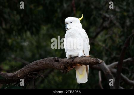 Ein einziger Schwefelkammkakatoo, der auf einem Baum sitzt. Stockfoto