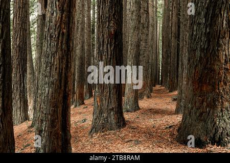 Die Redwoods sind kalifornische Mammutbäume, die weit entfernt im Great Otway National Park zu finden sind. Stockfoto