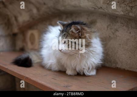 Porträt einer schönen langhaarigen Katze Stockfoto