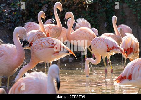 Sonnenbeschienene chilenische Flamingos (Phoenicopterus chilensis) im Zoo Atlanta in Atlanta, Georgia. (USA) Stockfoto