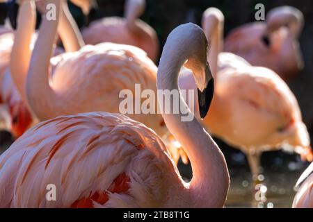 Chilenische Flamingos () im Zoo Atlanta in Atlanta, Georgia. (USA) Stockfoto