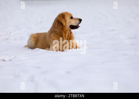 Ein Golden Retriever, der im Schnee liegt und in die Ferne blickt Stockfoto