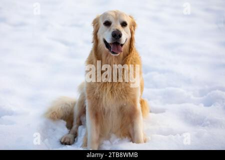 Ein Golden Retriever sitzt vor der Kamera im Schnee für ein Porträt und blickt nach oben Stockfoto