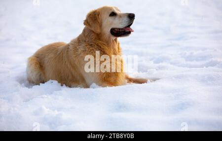 Ein Golden Retriever, der im Schnee liegt und nach oben blickt Stockfoto