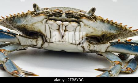 Nahaufnahme der lebenden Blauen Krabbe, auch bekannt mit ihrem wissenschaftlichen Namen Callinectes sapidus Stockfoto