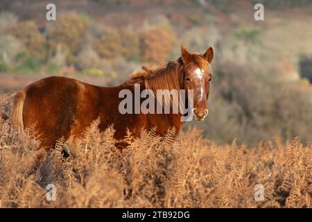 Pony am Mogshade Hill im New Forest National Park, Hampshire, England, Großbritannien Stockfoto