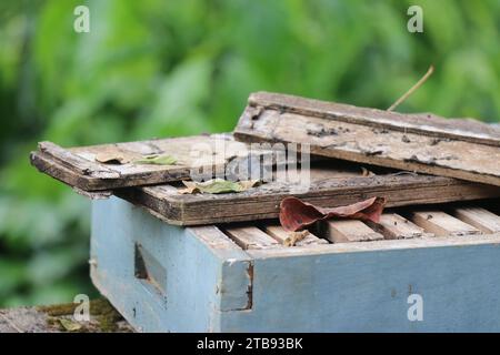 Bienenstockkiste oder Imkerei-Kiste aus Holz, die auf einem Hausgarten stehen gelassen wurde Stockfoto