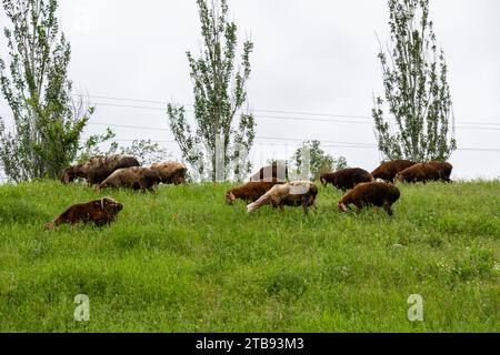 Eine Herde Schafe, die auf einem grünen Rasen grasen Stockfoto