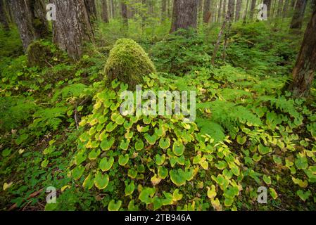 Vegetation im üppigen Regenwald entlang der Inside Passage auf Chichagof Island, Alaska, USA; Chichagof Island, Alaska, Vereinigte Staaten von Amerika Stockfoto