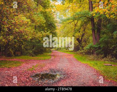 Herbstliche Blätter auf der Straße im Wald Stockfoto
