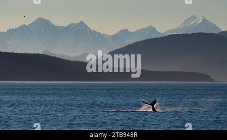 Buckelwal (Megaptera novaeangliae), der in der Glacier Bay in Inside Passage, Alaska, USA, über die Wasseroberfläche schlägt Stockfoto