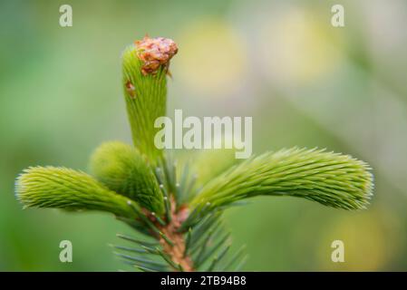 Extreme Nahaufnahme eines neuen Shootings einer Sitka-Fichte (Picea sitchensis) in Passage, Alaska, USA; Alaska, Vereinigte Staaten von Amerika Stockfoto