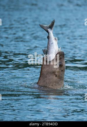 Steller Seeblöwe (Eumetopias jubata) isst Lachse rund um die Inian Islands, Inside Passage, Alaska, USA; Vereinigte Staaten von Amerika Stockfoto