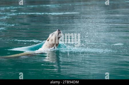 Steller Seelöwe (Eumetopias jubata) schwimmt rund um die Inian Islands, Inside Passage, Alaska, USA; Vereinigte Staaten von Amerika Stockfoto